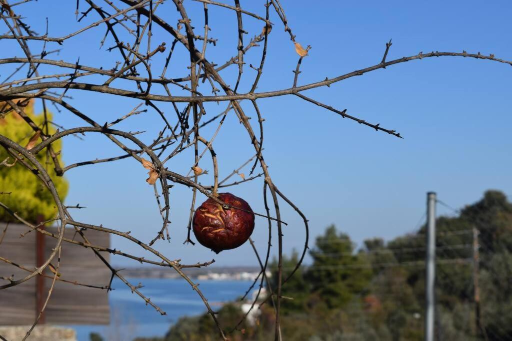Ολόκληρος Όροφος Αγροτική Οικία Daire Néos Pírgos Dış mekan fotoğraf
