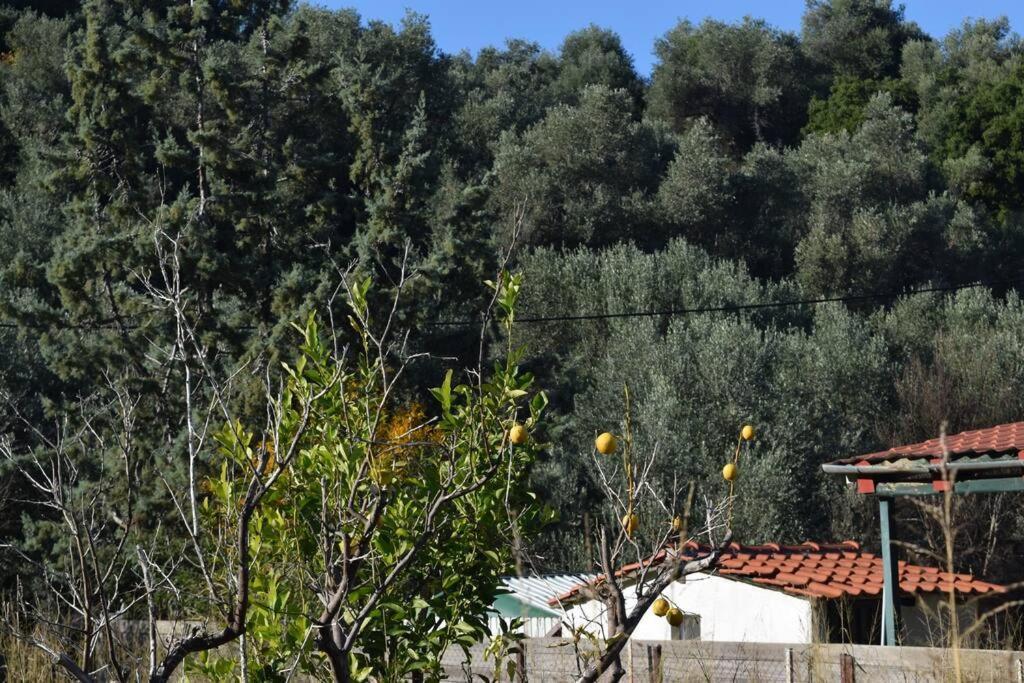 Ολόκληρος Όροφος Αγροτική Οικία Daire Néos Pírgos Dış mekan fotoğraf